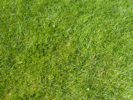 Grassy Green Backgroundの写真素材