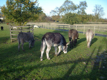 Donkey Family in Fieldの写真素材