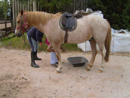 Pony Being Prepared For A Rideの写真素材