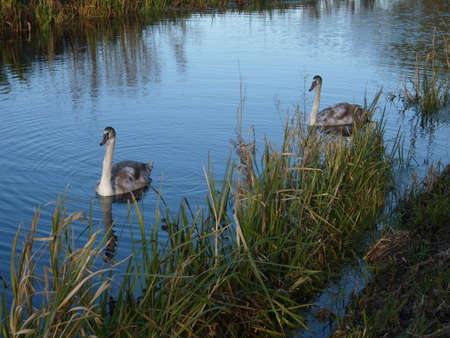 Cygnets swimming on rural canal waterwayの写真素材