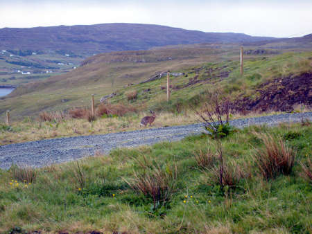 Rural Landscape on Isle of Skye with Hareの写真素材