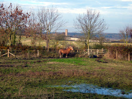 Rural Landscape With Ponyの写真素材