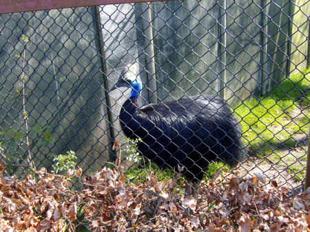 Captive Carraway Birdの写真素材