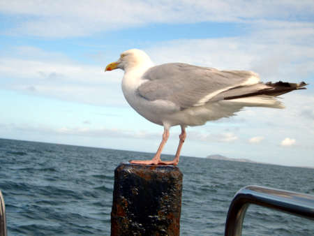 Seagull Portraitの写真素材