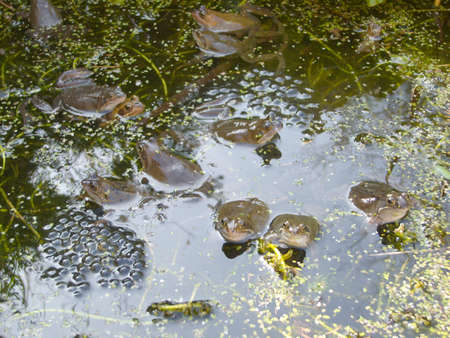 Springtime Frog Spawning in Pond の写真素材