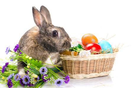 Easter bunny sitting near basket isolated on white の写真素材