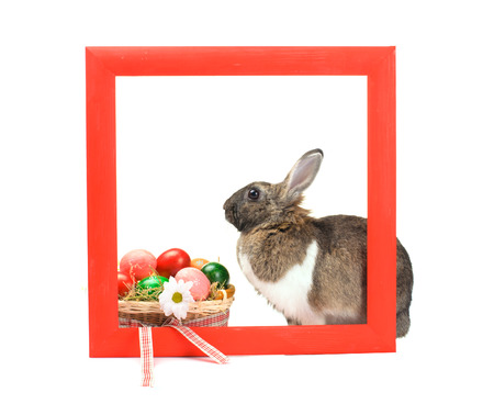 Easter bunny inside painted red wooden frame isolated on white background