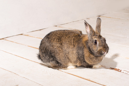 Brown bunny sitting on wooden floor painted in whiteの写真素材
