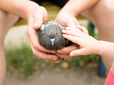 Adult holding dove, child touches itの写真素材