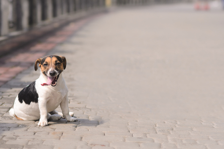 movable puppy, white with brown and black spots, walking on the stone pavementの写真素材
