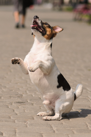 movable puppy, white with brown and black spots, walking on the stone pavementの写真素材