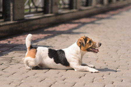 movable puppy, white with brown and black spots, walking on the stone pavementの写真素材