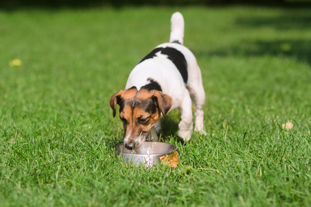 puppy, white with brown and black spots, drinks water from a bowlの写真素材
