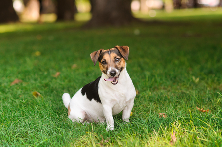 happy puppy jumps up and rushes on the green grass in the parkの写真素材