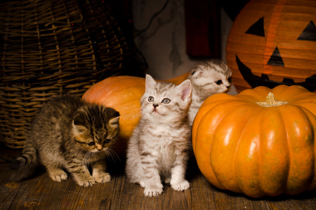 kittens on wooden floor with pumpkins for Halloweenの写真素材