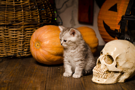 kitten on wooden floor with pumpkins for Halloweenの写真素材