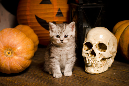 kitten on wooden floor with pumpkins for Halloweenの写真素材