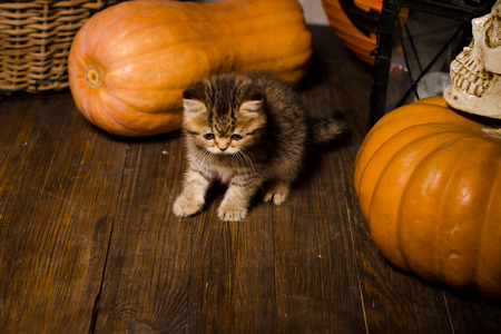 kitten on wooden floor with pumpkins for Halloweenの写真素材