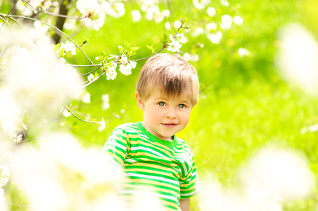 Little boy on a background of flowering tree in the spring garden and green grassの写真素材