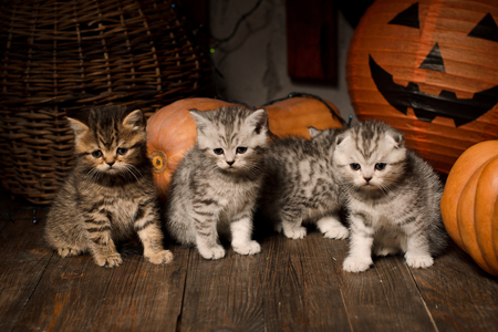 kittens on wooden floor with pumpkins for Halloweenの写真素材