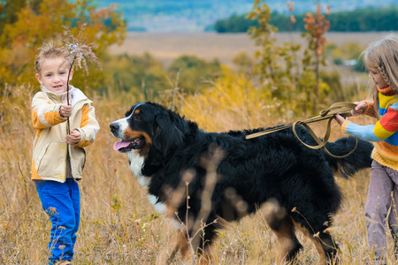 brother with sister walking dog on an autumn meadow Berner Sennenhund