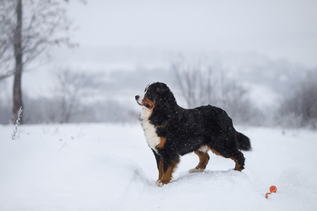 Berner Sennenhund big dog on walk in winter landscape, with snowの写真素材