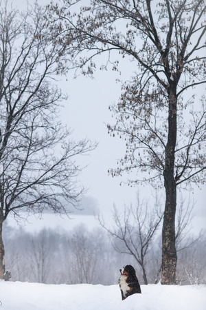 Berner Sennenhund big dog on walk in winter landscape, with snowの写真素材