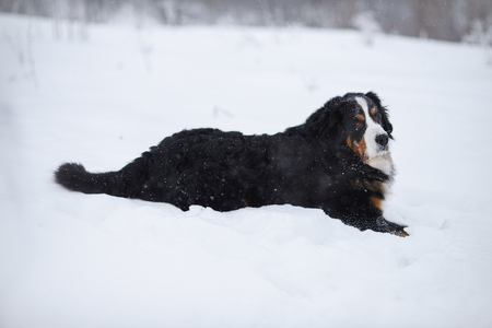 Berner Sennenhund big dog on walk in winter landscape, with snowの写真素材