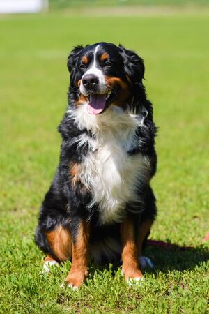 Portrait of a large well-kept dog Berner Sennenhund sitting on the side of a lawn in green spring grass, in a parkの写真素材