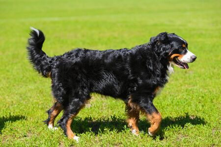 Portrait of large luxurious well-groomed dog Berner Sennenhund, standing in profile on field of green spring grass on sunny dayの写真素材