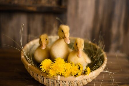 three newborn yellow duckling in wicker basket with dandelions, on background of wooden wallの写真素材