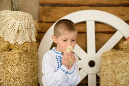 portrait of fair-haired boy, in Ukrainian embroidered shirt, holding small yellow chicken in hands of village shed with hayの写真素材
