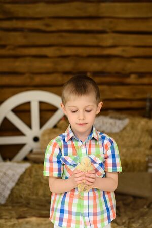boy in plaid shirt holds small fluffy yellow chicken in his hands, against background of wooden wall and hayの写真素材