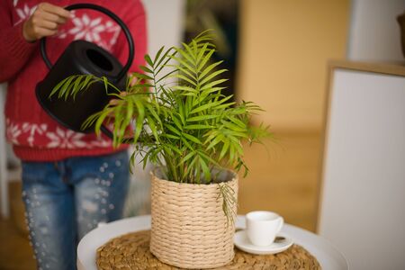 girl caring for domestic plants in the room, watering. Quarantine at homeの写真素材