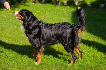 portrait of beautiful well-groomed purebred dog Berner Sennenhund, standing in profile, against background of green grassの写真素材
