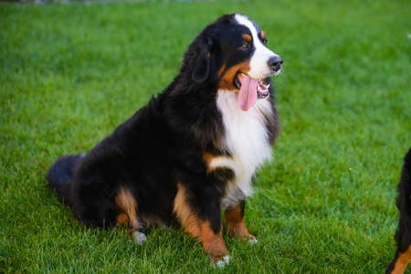 beautiful smiling dog, with protruding tongue, Berner Sennenhund breed, against background of green grassの写真素材
