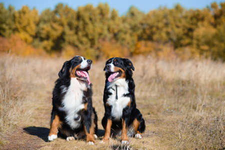 beautiful dogs of breed Berner Sennenhund, boy and girl, sit next to background of autumn yellowing forestの写真素材
