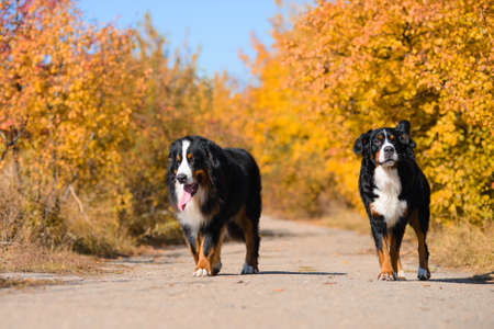 two large beautiful well-groomed dogs are walking along the road, breed Berner Sennenhund, against background of an autumn yellowing forestの写真素材