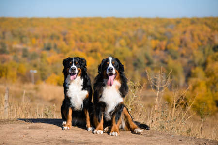 portrait of pair of beautiful purebred dogs Berner Sennenhund on hills of yellow autumn landscapeの写真素材