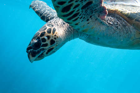 hawksbill turtle swimming in the ocean