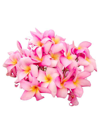 A bouquet of pink flowerの写真素材