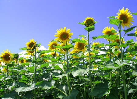 Sunflowers fieldの写真素材