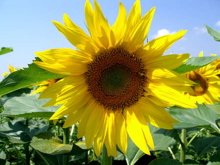 Sunflower close up with light blue skyの写真素材