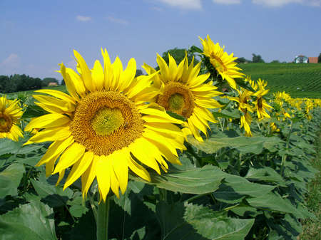 Sunflowers field with a background hillの写真素材