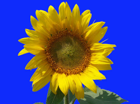 Sunflower close up in the deep blue skyの写真素材