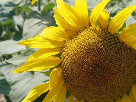 Sunflower close up cut viewの写真素材