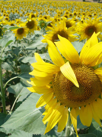 Sunflower close up with sunflowers field in the backgroundの写真素材