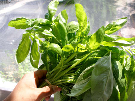 Bunch of big leaves basil hold in handの写真素材