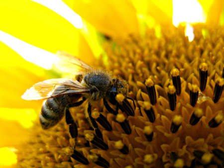 Honey bee collecting pollen close up 5の写真素材