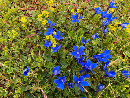 Beautiful blue wildflowers on the green slopes of the northern Elbrus region. Relax nature background.の写真素材